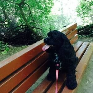 Meet your Posher, Cody